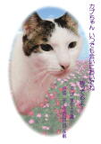 カブちゃんのメモリアル写真　ペット葬儀日：２０１０年４月７日　千葉県よりご依頼